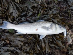 European Bass (Seabass)
