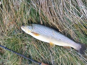 Brown Trout