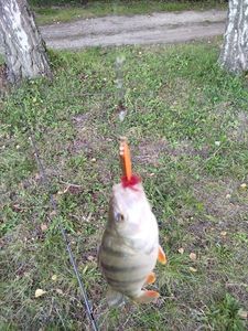 European Perch