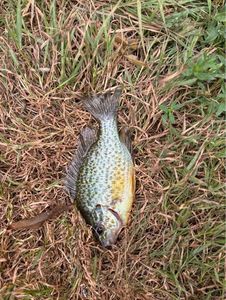 Green Sunfish