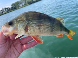 European Perch