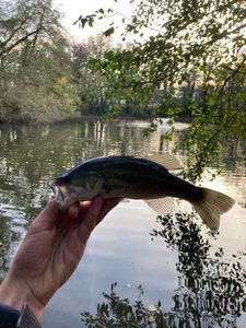 Largemouth Bass