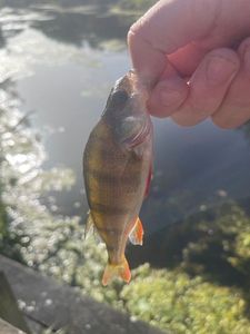 European Perch