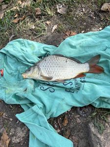 Crucian Carp