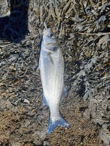 European Bass (Seabass)