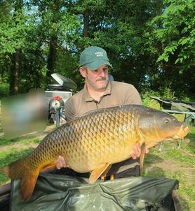 Common Carp