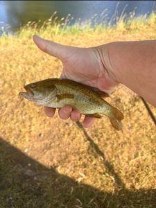 Largemouth Bass
