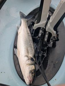 European Bass (Seabass)