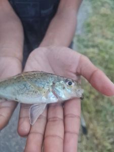 Ruffe