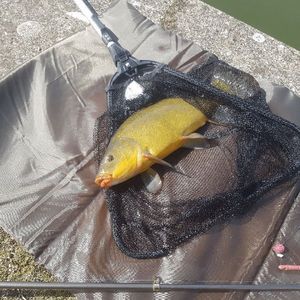 Tench