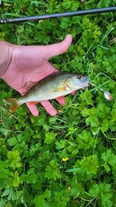 European Perch