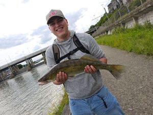 Zander
