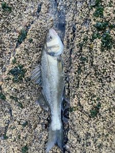 Léo Maréchalさんが釣ったEuropean Bass (Seabass)