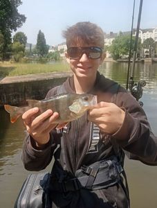 European Perch
