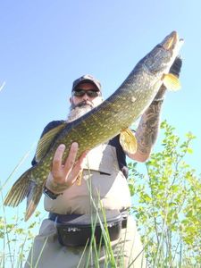 Northern Pike