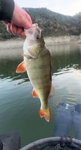 European Perch