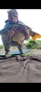 Mirror Carp
