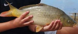 Common Carp