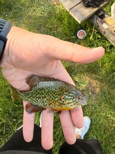 Green Sunfish