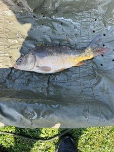 Mirror Carp
