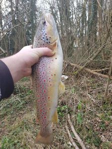 Brown Trout