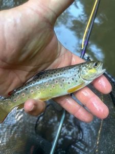 Brown Trout