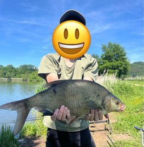 Common Bream