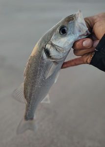 European Bass (Seabass)