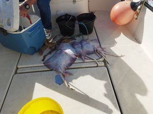 Grey Gurnard