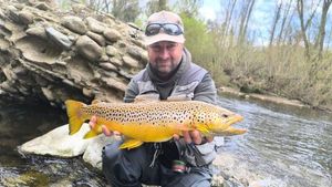 Brown Trout