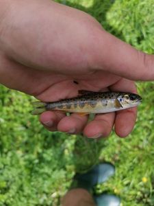 Brown Trout