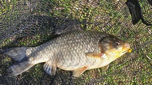 Prussian Carp