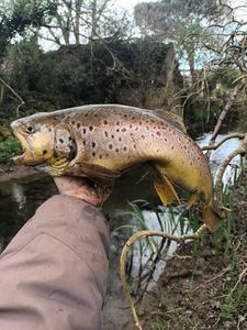 Brown Trout