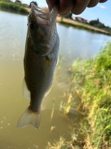Largemouth Bass
