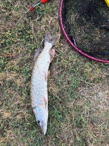 Northern Pike