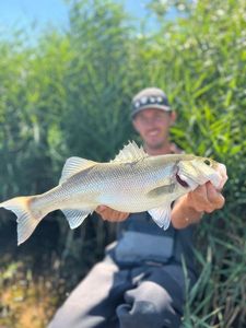 European Bass (Seabass)
