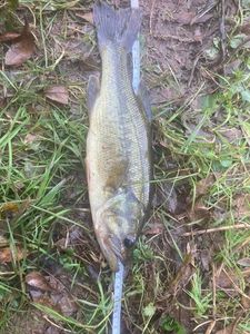 Smallmouth Bass