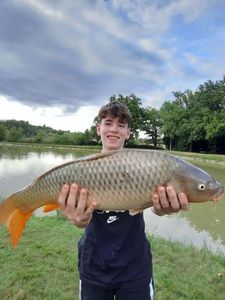 Common Carp