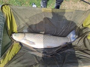 Grass Carp