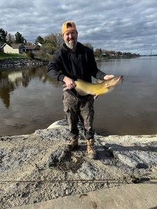 Channel Catfish