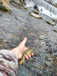 Brown Trout