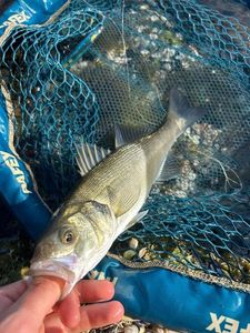 European Bass (Seabass)