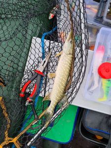 Northern Pike