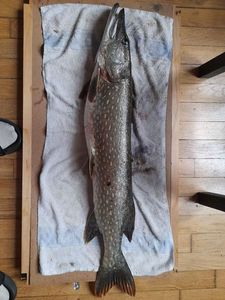 Northern Pike