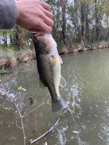 Largemouth Bass