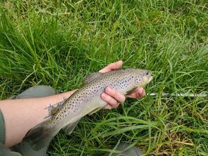 Brown Trout