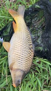 Common Carp