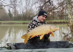 Common Carp