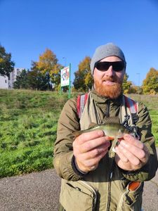 European Perch
