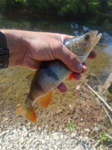 European Perch